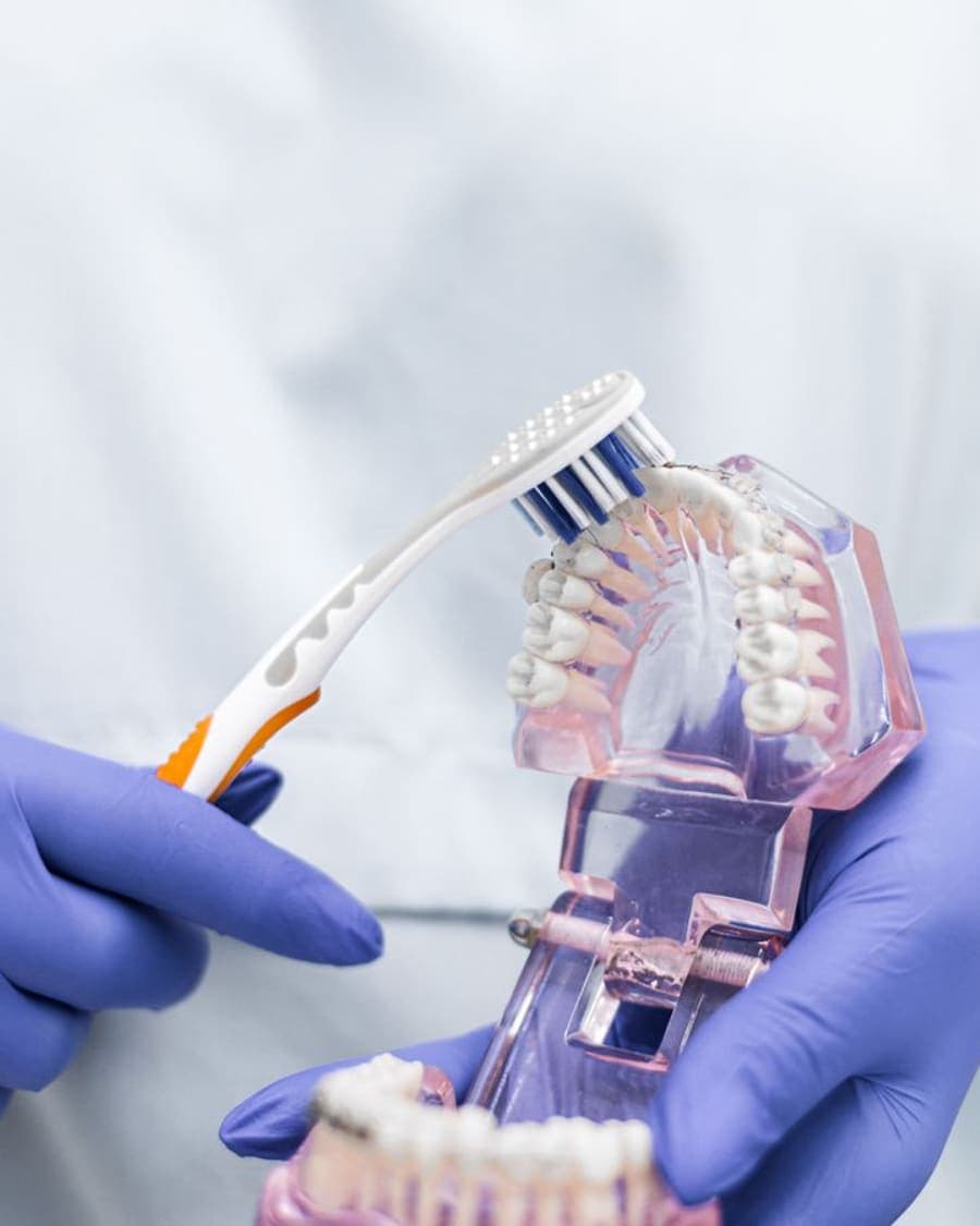 Démonstration du brossage sur un modèle de mâchoire transparent
